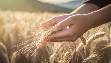 Close-up view of a farmer's hands holding golden ears of wheat. Cultivated field in the background.