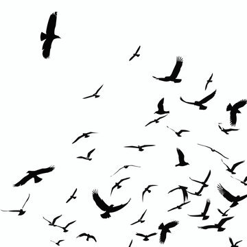 flying birds silhouette, white background, vector