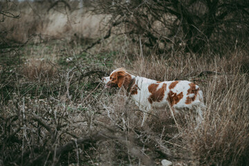 A dog of the hunting breed Epagnol Breton of white and red color stands in a rack having smelled a...