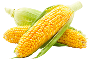 A fresh yellow ear of corn on the cob with green husks, isolated on a white background