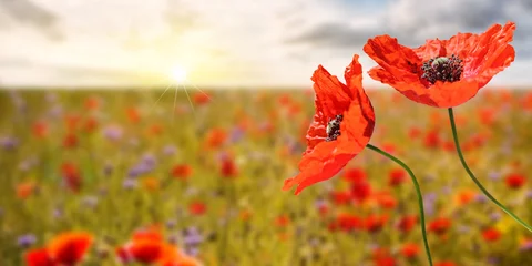 Gardinen Beautiful poppy field at sunrise, panoramic format with copy-space. © Olaf Simon