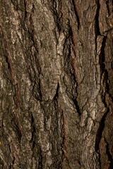 the texture of the layer of tree bark that is crusty or has a cracked or cracked texture