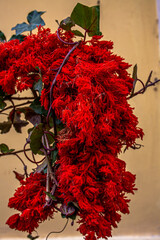 Scarlet sage (Salvia splendens)