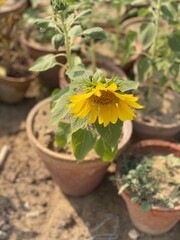 Fototapeta na wymiar Sunflower in a pot