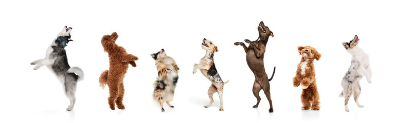 Banner. Collage. Dogs of different breeds jumping happily on their hind legs against white studio background. Concept of animal, wildlife, pets and owners, grooming, veterinary. - obrazy, fototapety, plakaty