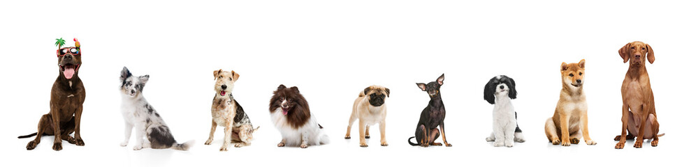 Banner. Collage. Dogs of different breeds seating against white studio background. Pets looks healthy and well-grooming. Concept of animal, wildlife, pets and owners, grooming, veterinary.