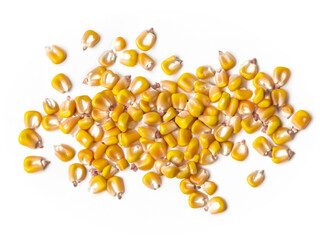 Fototapeta premium corn isolated on white background