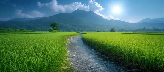 Foto op Canvas View of beautiful green rice fields with clear water channels in the middle © GoDress