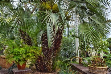 Green tropical plants in a greenhouse. Natural background