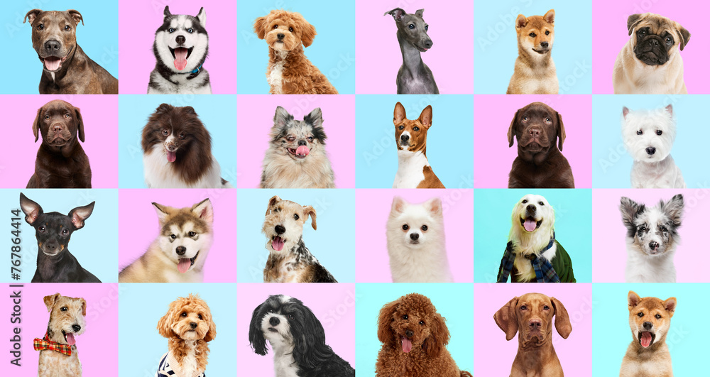 Wall mural Collage made of portrait of purebred dogs looking at camera against pastel pink-blue studio background. Happy, smiling muzzles. Concept of animal, wildlife, pets and owners, grooming, veterinary.