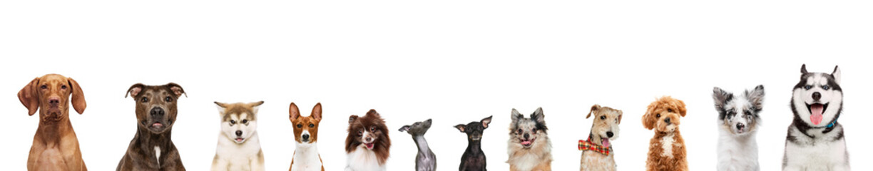 Banner. Cute, delightful purebred dogs looking at camera against white studio background. Happy,...