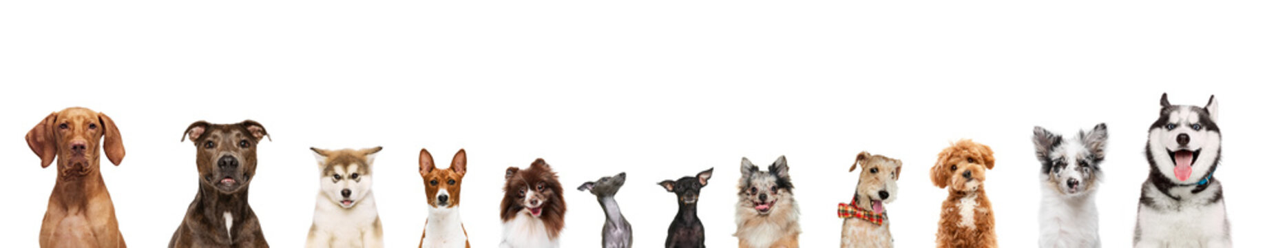 Banner. Cute, delightful purebred dogs looking at camera against white studio background. Happy, smiling muzzles. Concept of animal, wildlife, pets and owners, grooming, veterinary.