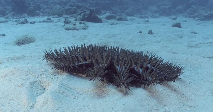 Parrotfish rests while a banded sea krait swims past on the reef.