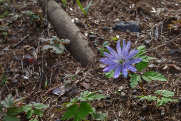 Obraz premium 明治神宮の美しいアネモネ