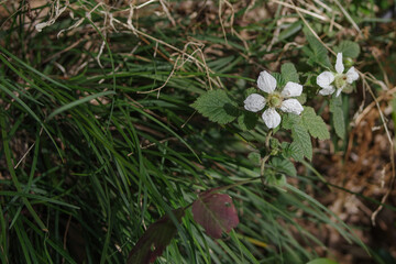 明治神宮の美しいクサイチゴの花