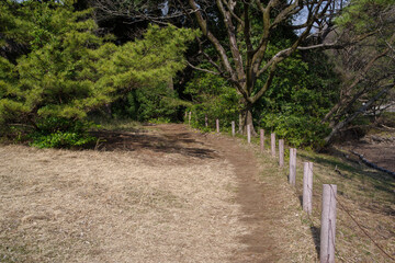 Fototapeta premium 明治神宮北池芝生広場の穏やかな風景