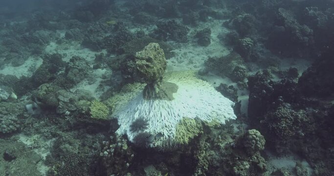 Crown-of-thorns starfish moves across the sand between coral colonies.