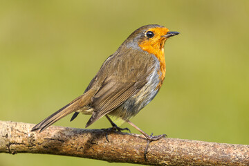 A single robin perched on a branch