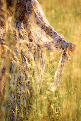 Woman in beautiful flower dress touching and waving high grass while walking in the meadow. Hand touch wild grass on the field. Close-up photo
