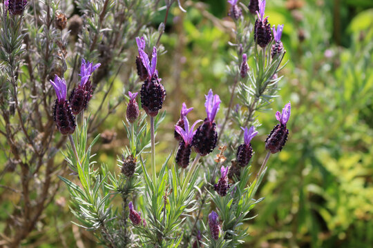 Lavandula stoechas or French Lavender in the garden