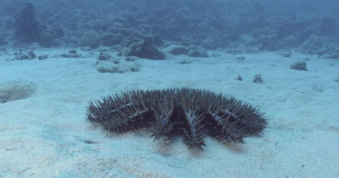 Three crown-of-thorns starfish move toward overturned coral.