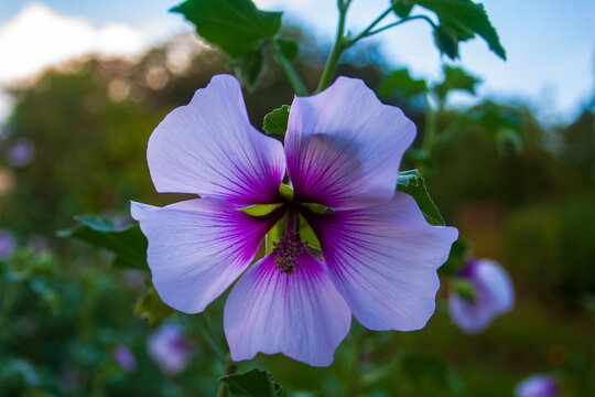 Mallow (Lavatera maritima)