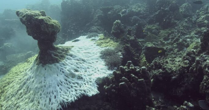 Close-up of crown-of-thorns starfish arms on the sandy seabed.