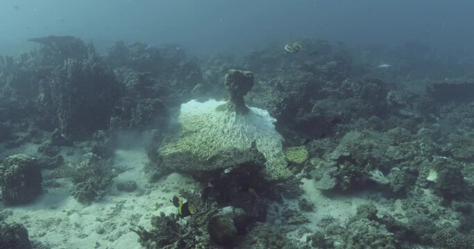 Three crown-of-thorns starfish feed on overturned coral.