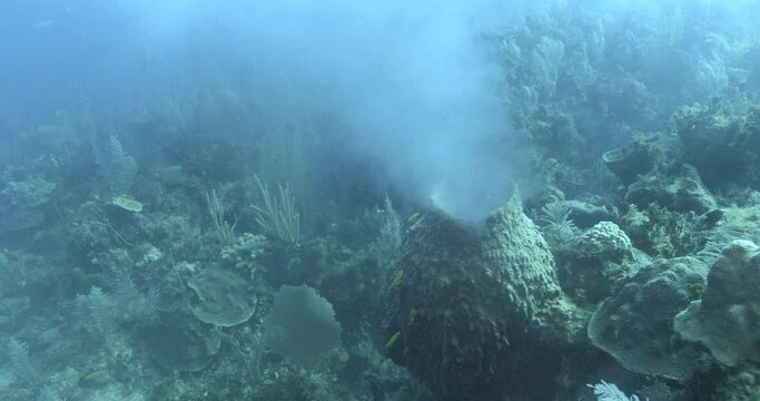 Four crown-of-thorns starfish feed on coral, viewed from above.