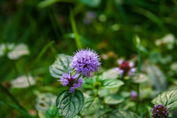 Water mint (Mentha aquatica)