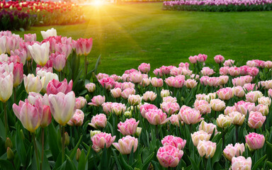 field of pink tulips - 767871072