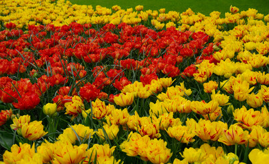 Tulips flowers blooming in the spring - 767871432