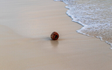 Coconut at the seashore. Nature