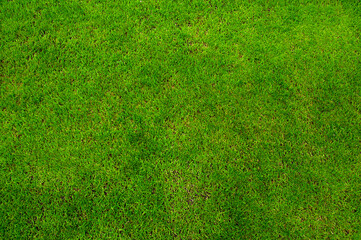 The green grass nature texture - 767871617