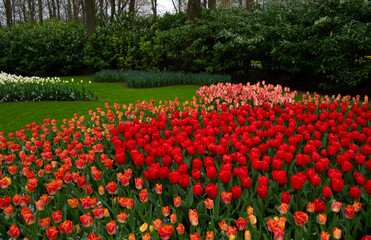 Tulips flowers blooming in the spring - 767871674