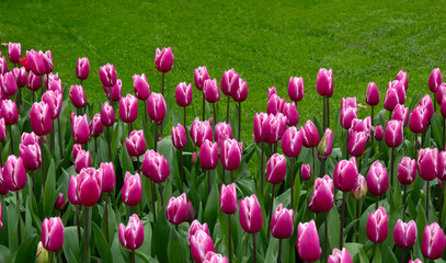 Tulips flowers blooming in the spring - 767871687