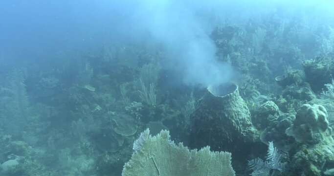 A sea sponge, a hermaphroditic animal, expels sperm or eggs in a close-up shot from above, displaying its unique reproductive strategy.