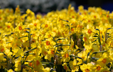 Yellow nacrissus flowers - 767872009