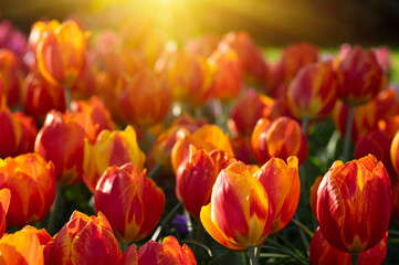 Tulips flowers blooming in the spring - 767872033