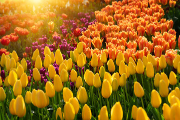 Tulips flowers blooming in the spring - 767872087
