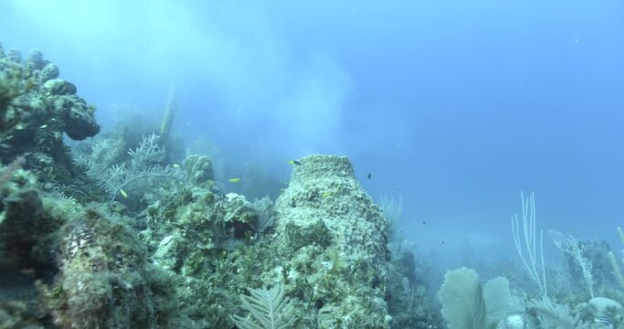 Sea sponge releases a pale cloud of reproductive cells.