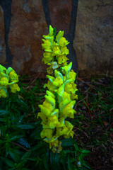 Common yellow snapdragon flowers (Antirrhinum majus)
