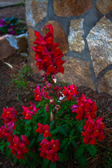 Common red snapdragon flowers (Antirrhinum majus)