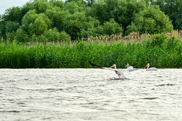 Pelicans (Pelecanidae, Pelecanus) in the Danube in the Danube Delta Biosphere Reserve, Delta Dunarii near Tulcea, Wallachia, Romania, Donaudelta (9599)