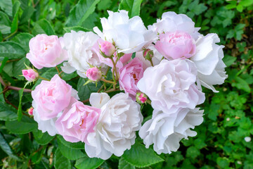 Delicate pink fluffy roses bloom. Double petal rose bunch beautiful floral wallpaper. Subtle pink garden flowers blossom. Soft petals green leaves background. Macrophotography fragile garden flowers.