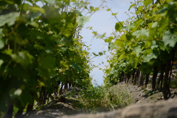 Grape plantation