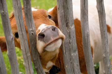 The cow is behind a wooden fence