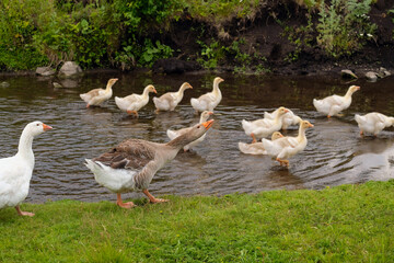 A family of gray geese on a small river