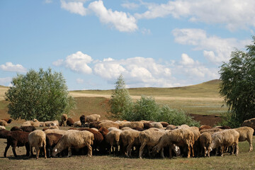 A herd of sheep grazes in the summer sun
