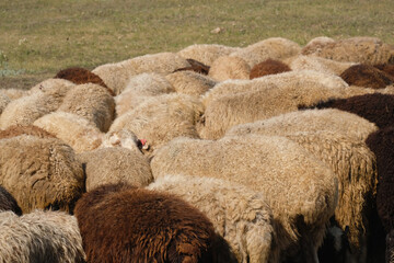 A flock of sheep, their backs visible